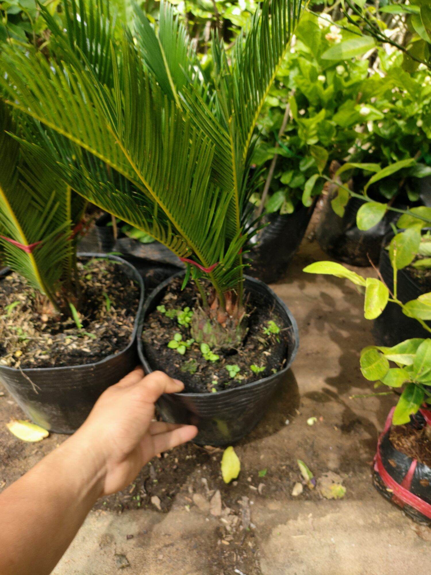 Cây vạn tuế