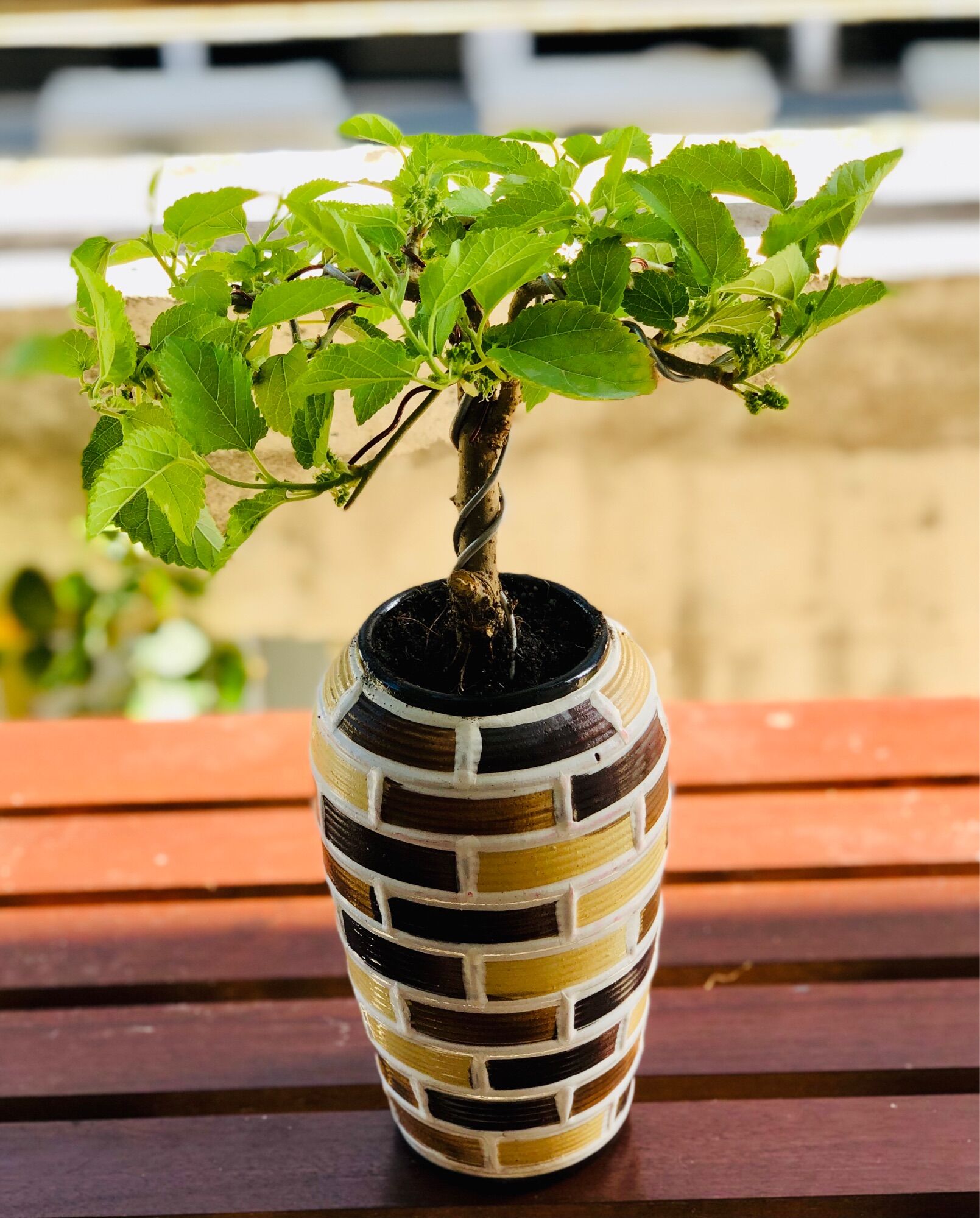 Chậu dâu tằm bonsai