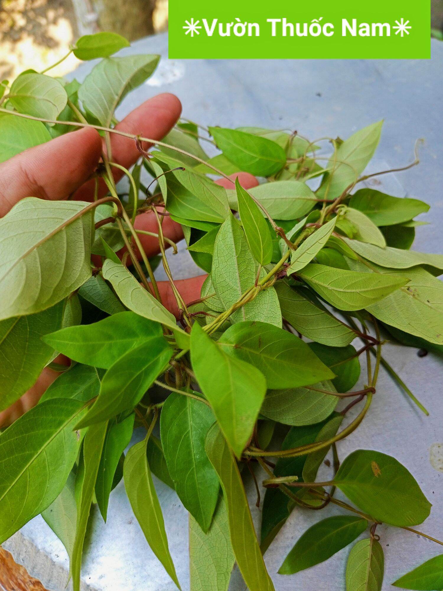 combo 3kg lá mơ rừng ( cắt cả dây )  lá mơ trơn , lá thúi địt