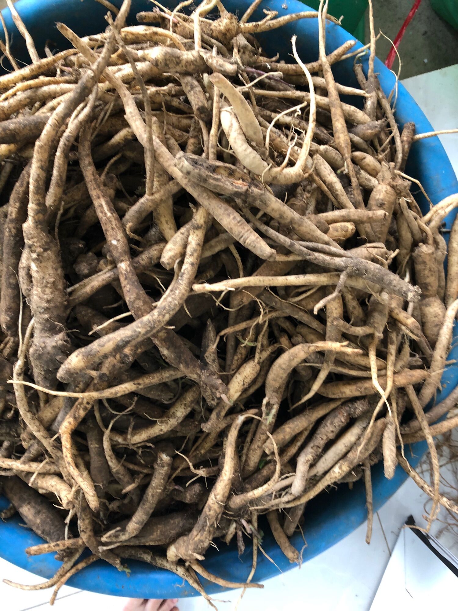 Đẳng sâm tươi hàng chọn (100k/kg)