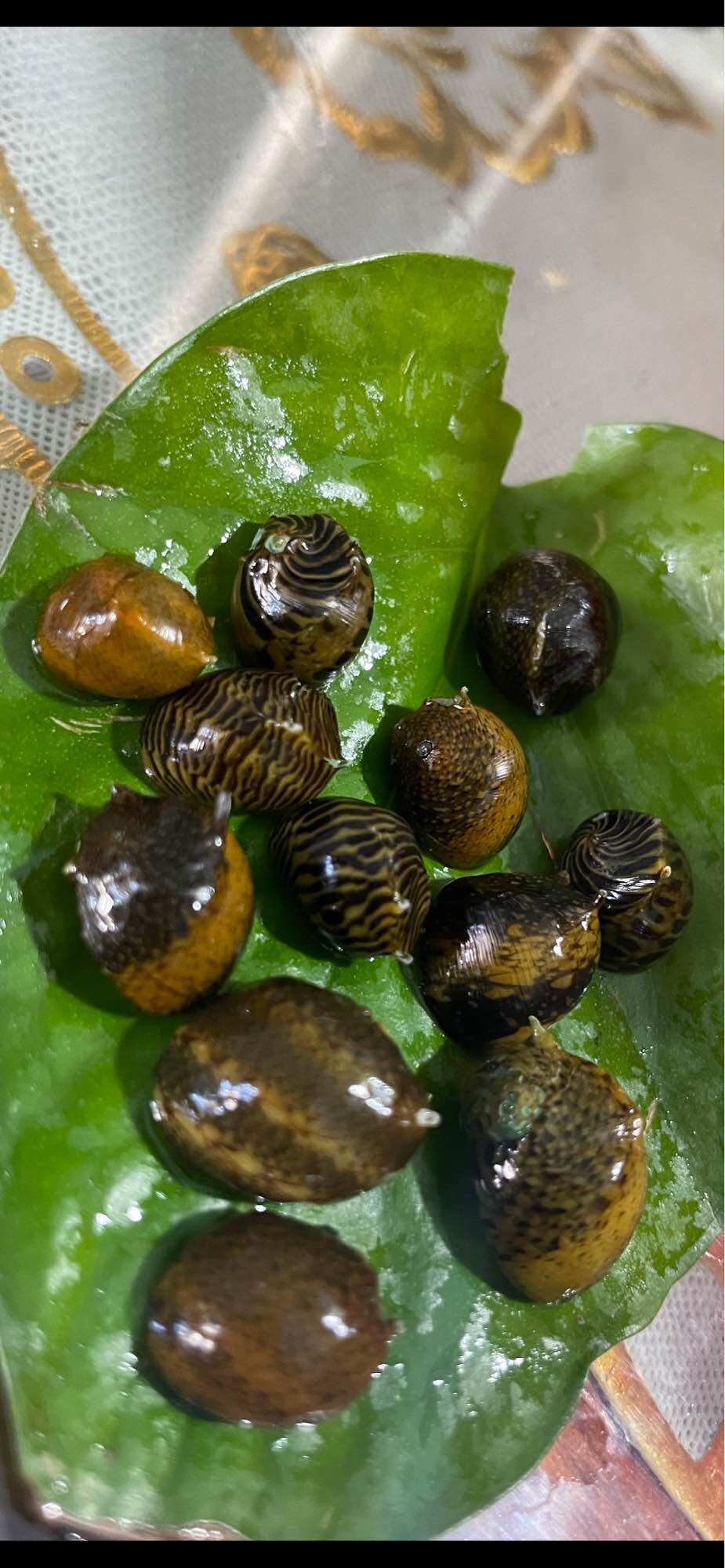 Ốc Nerita Gai Size 10mm-13mm