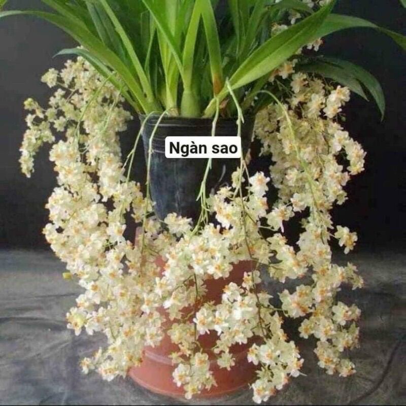 Hoa lan vũ nữ ngàn sao