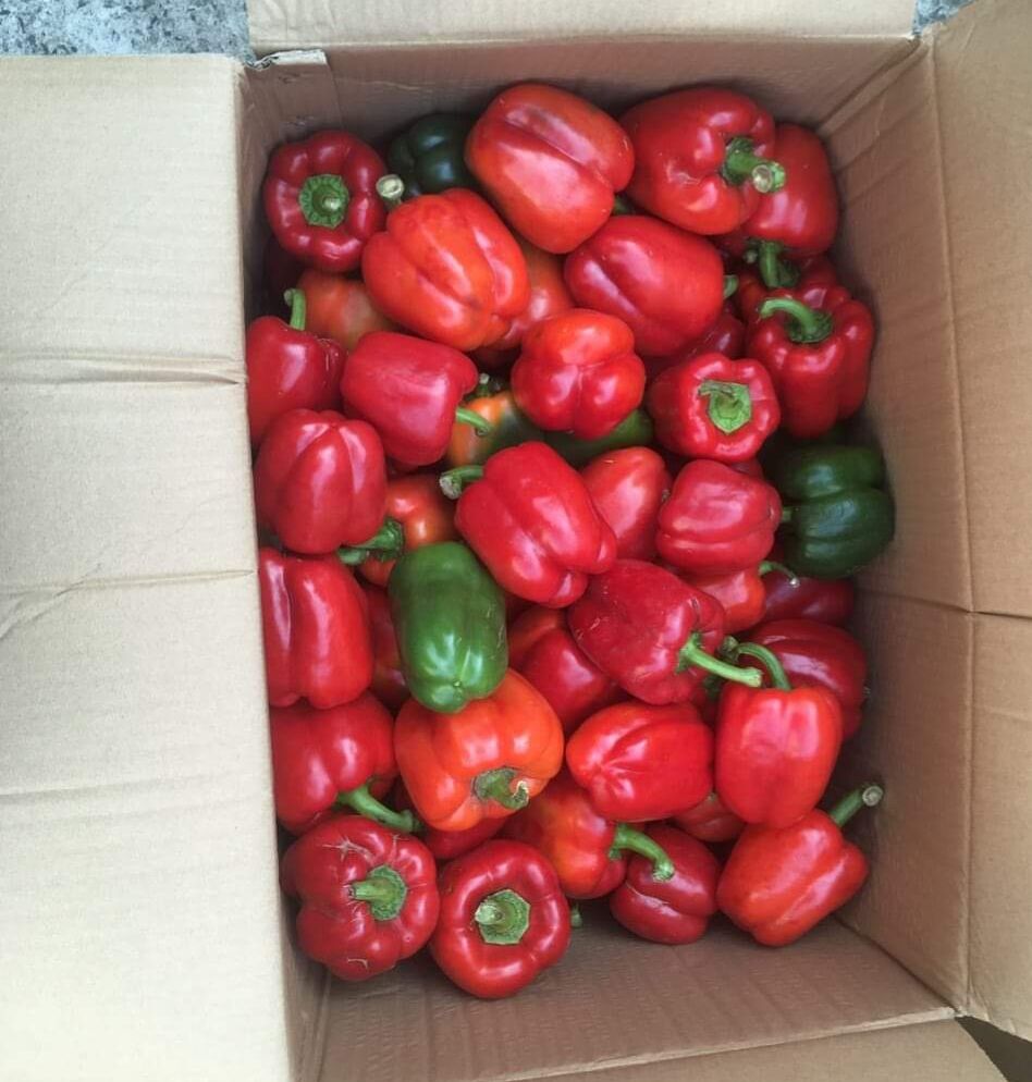 Ớt chuông Đà Lạt (1kg)