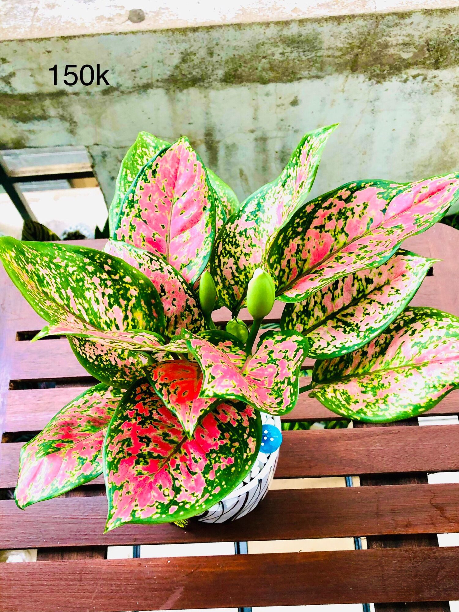 Chậu tiểu cảnh vạn lộc