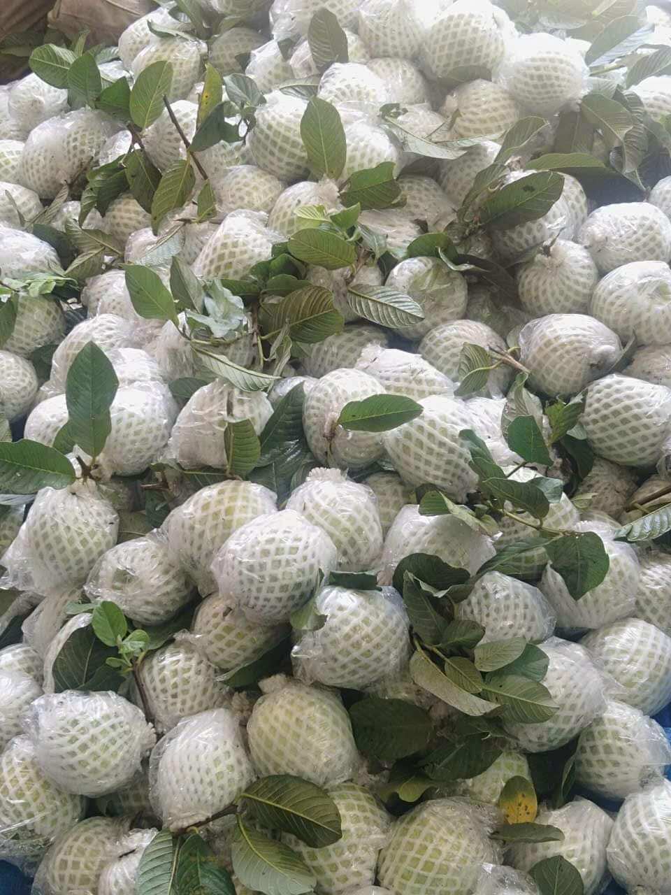 xốp bọc ổi lòng sẵn đầy đủ 3 chi tiết 1kg