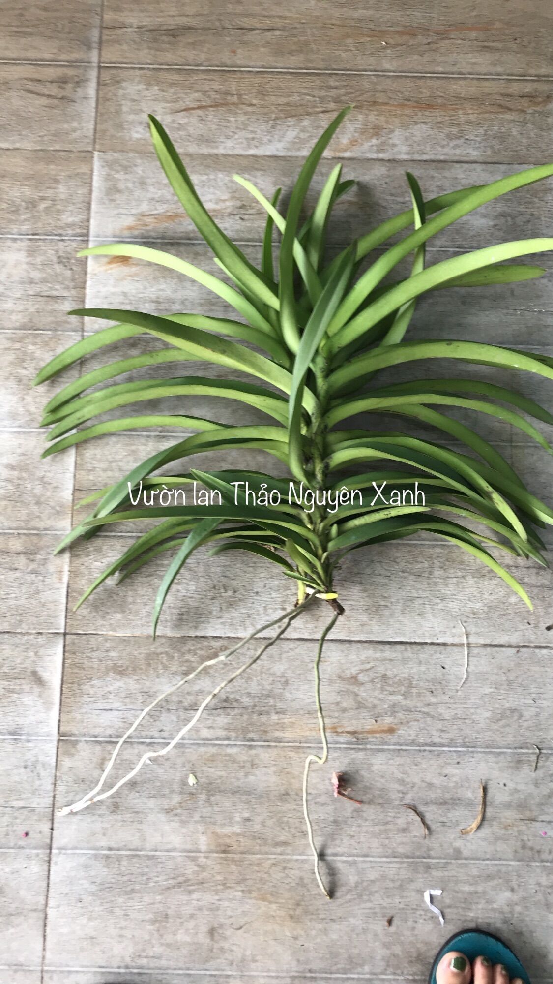 Lan Mokara Con Màu Đỏ - Cao 20-40cm
