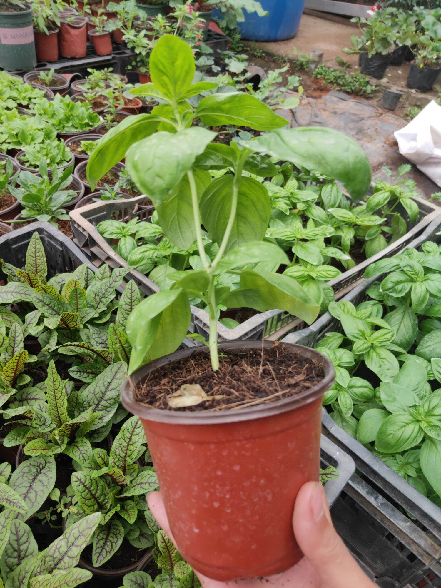 Húng quế tây ( basil).