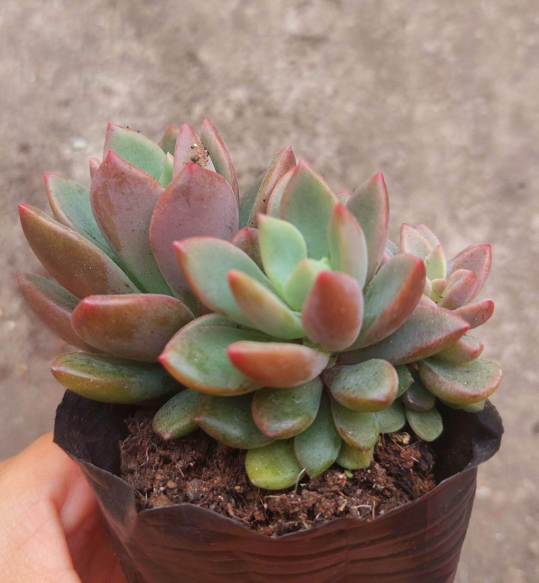 Sen đá AURORA GEM size bầu 5-6cm