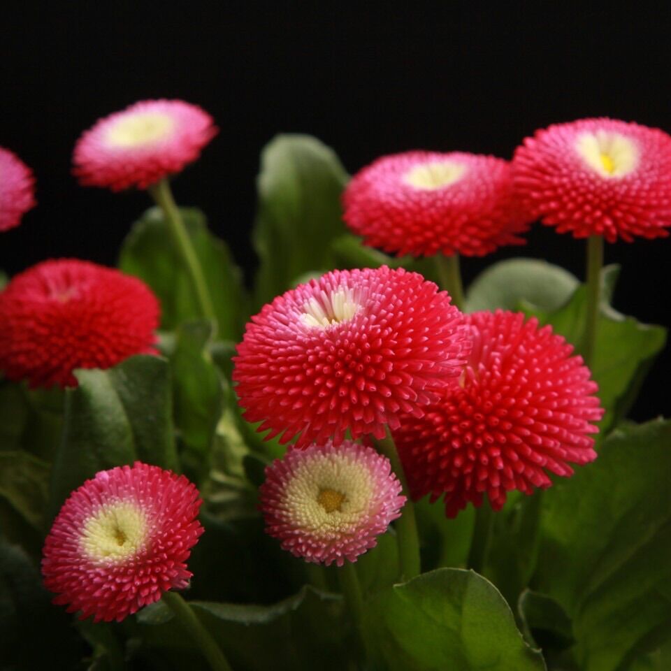 Hạt giống cúc daisy sỉ 10k gói 100 hạt