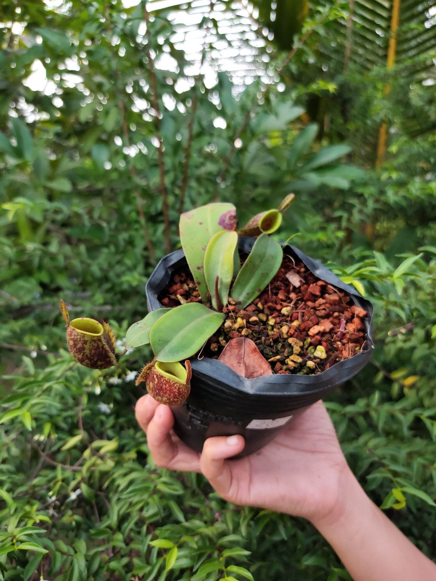 Nắp ấm Ampu các loại