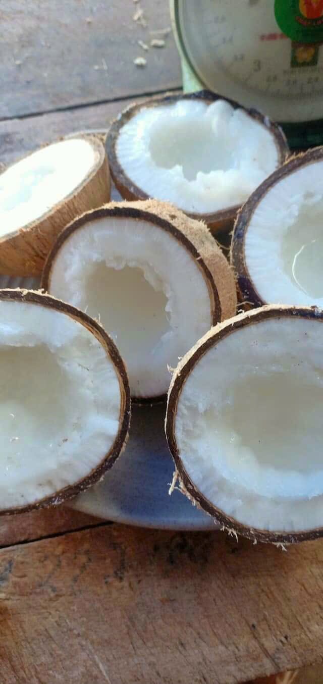 Dừa sáp cầu kè trà vinh