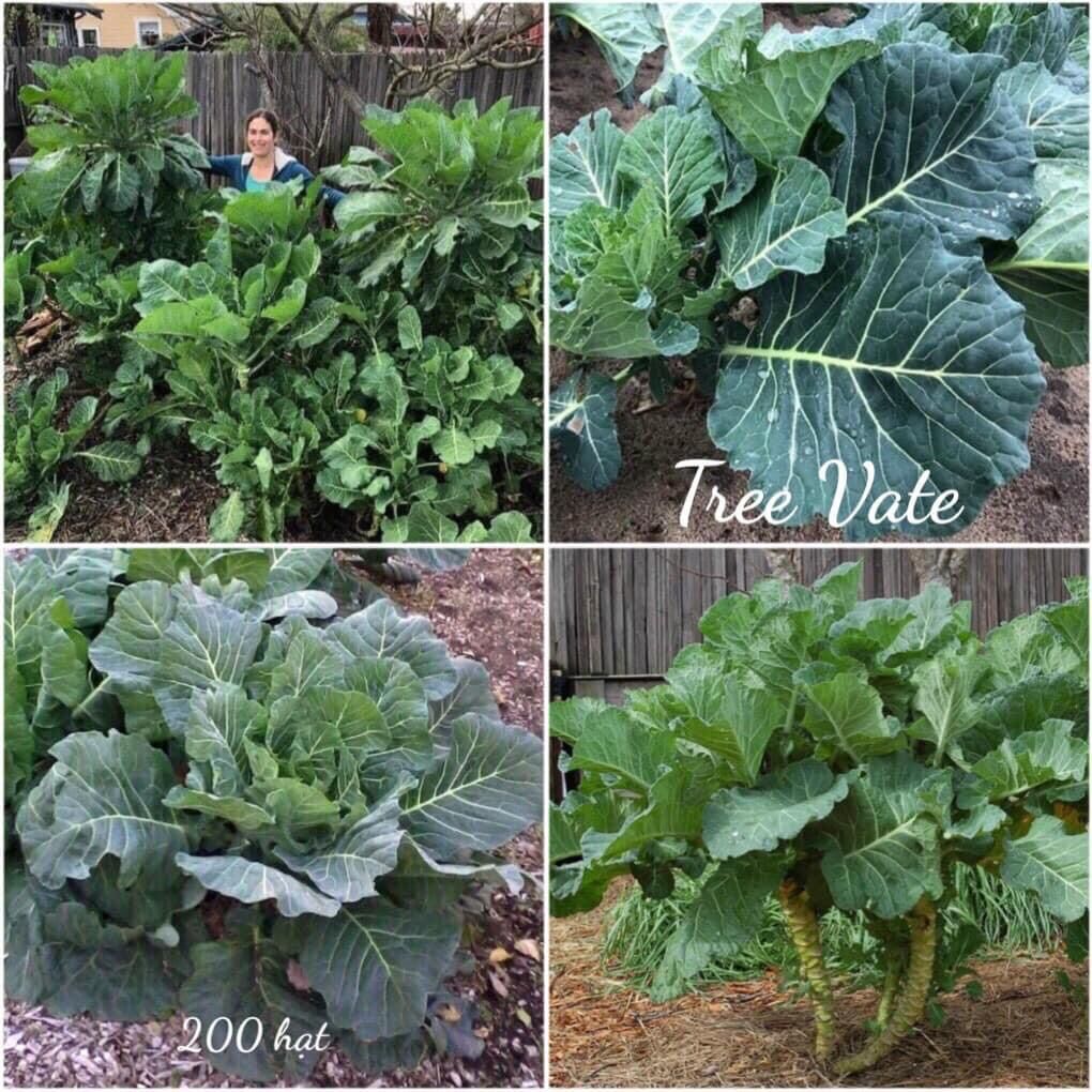 HẠT GIỐNG CẢI KALE MỸ NHẬP KHẨU