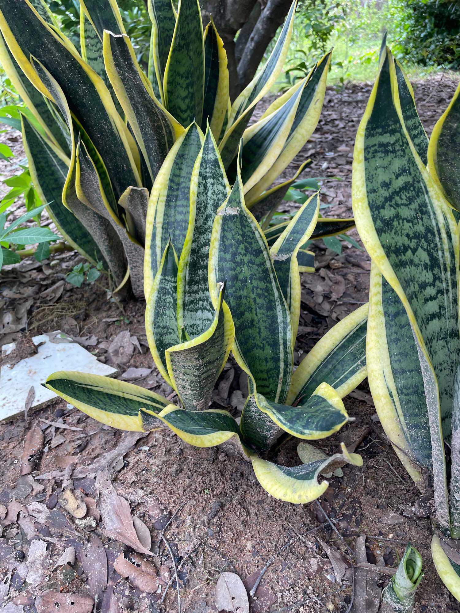 Dwarf Tiger Tongue with Small Golden Border