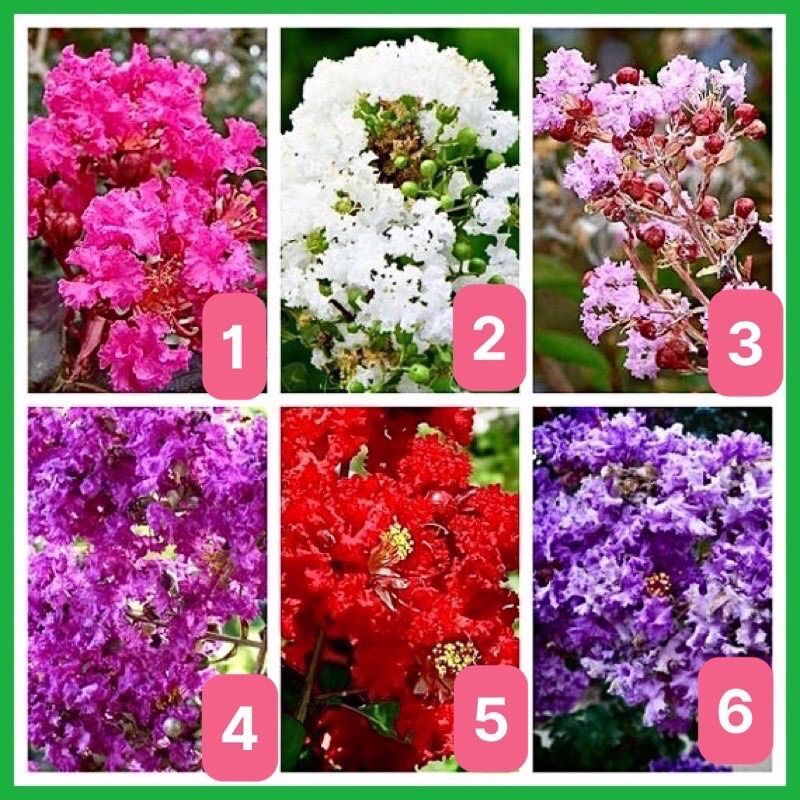 Hoa tường vi (cây giống như hình cuối)