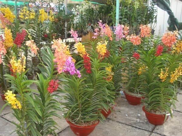 Combo 5 Cây Lan Giống Mokara(cao 20-30cm) màu Đỏ