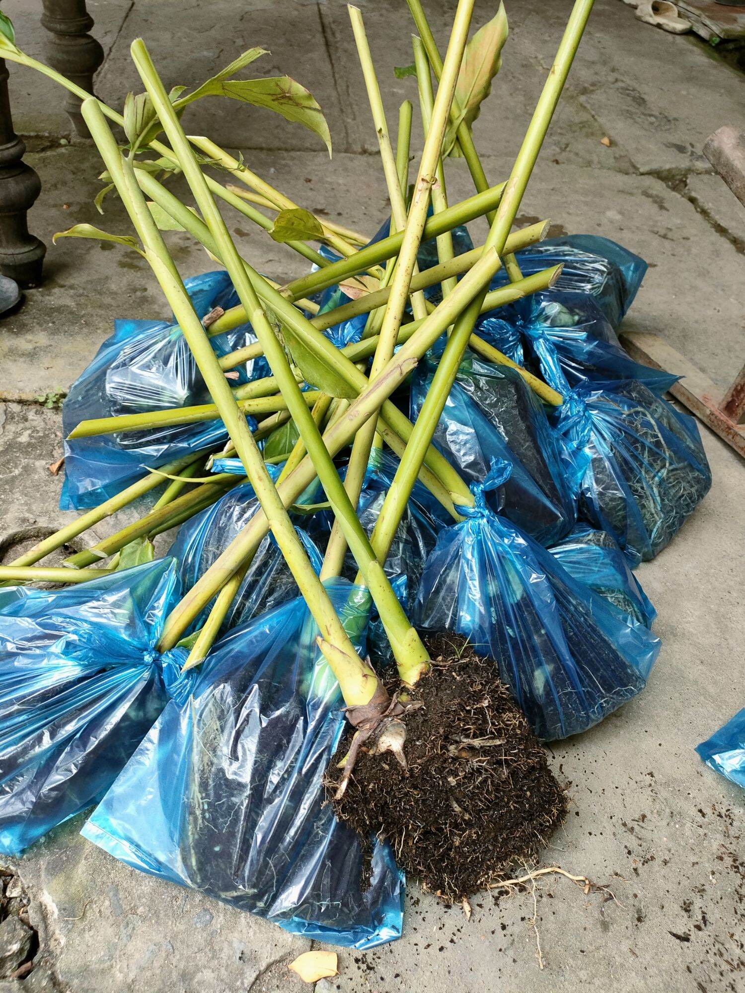 Củ cây sen đa lộc ( sen đất )
