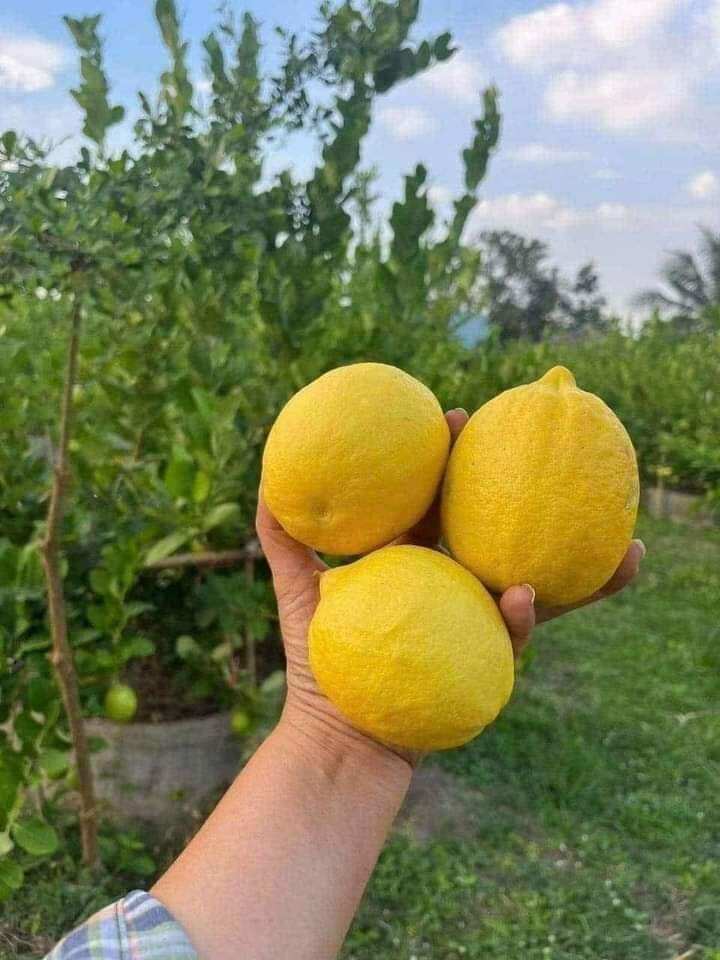 Cây Chanh Mỹ Vàng đang trái