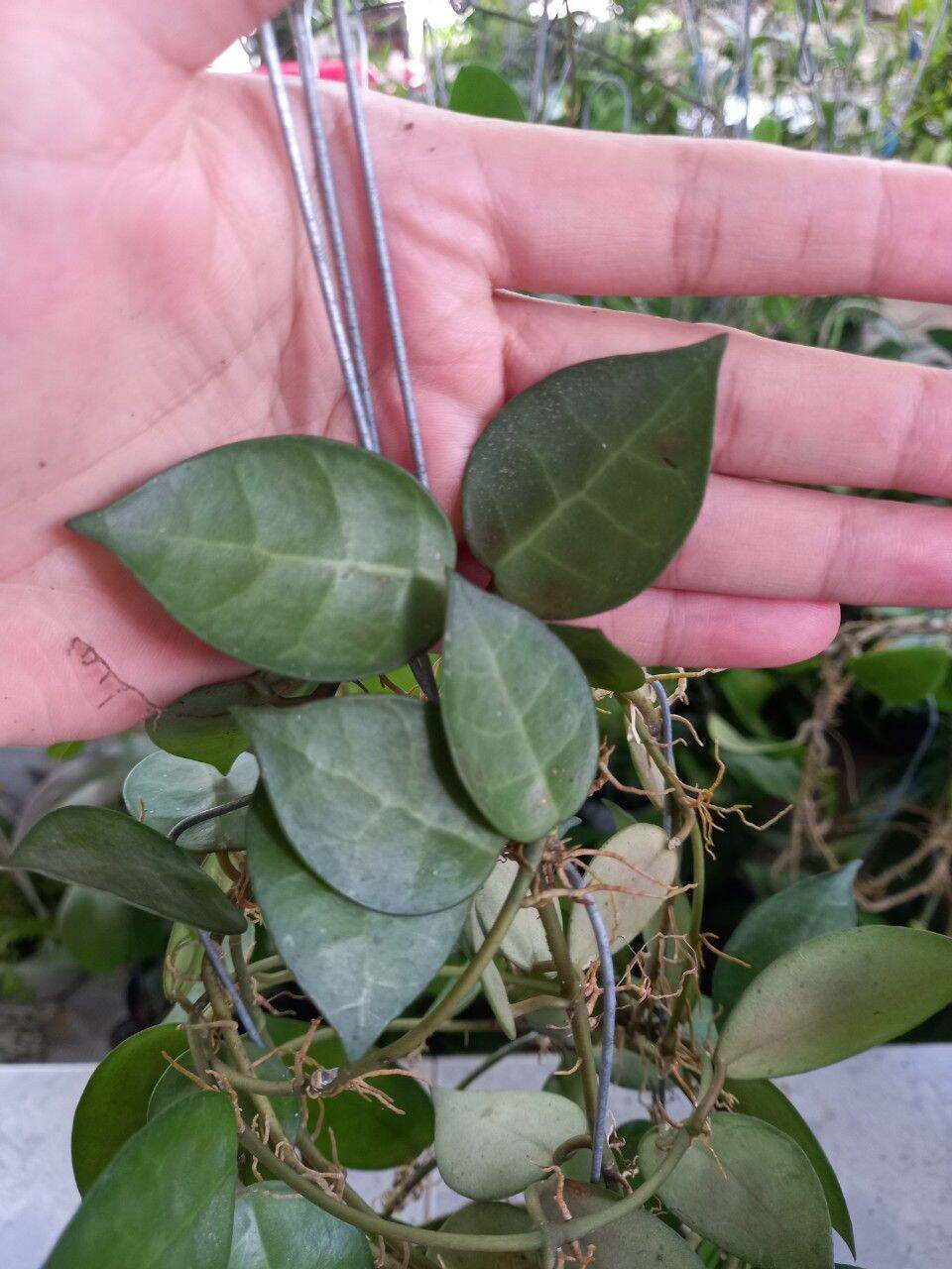 Cẩm cù gà lai chậu lớn sắp hoa
