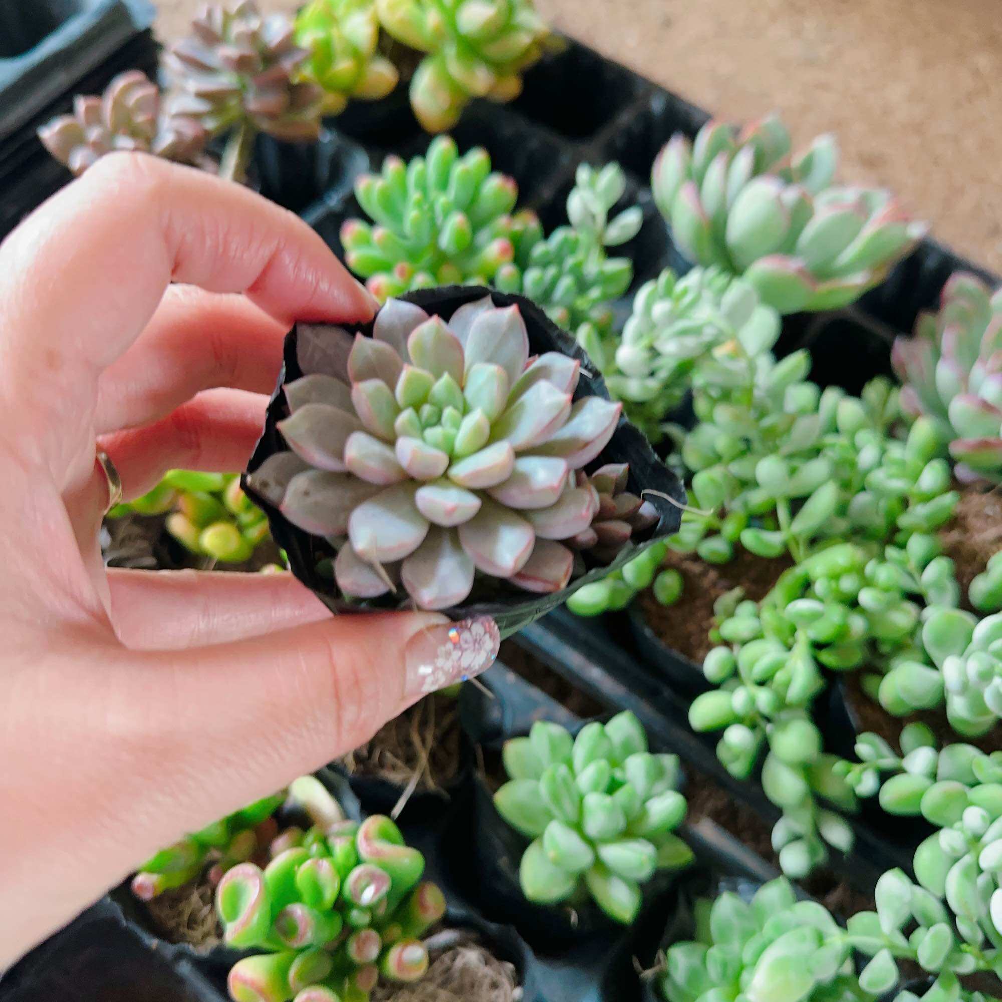 Sen đá kim cương tím size bầu 3-5 cm