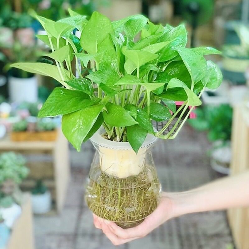 Cây TRẦU BÀ CON (trồng thủy sinh được), lá to, rễ khỏe.