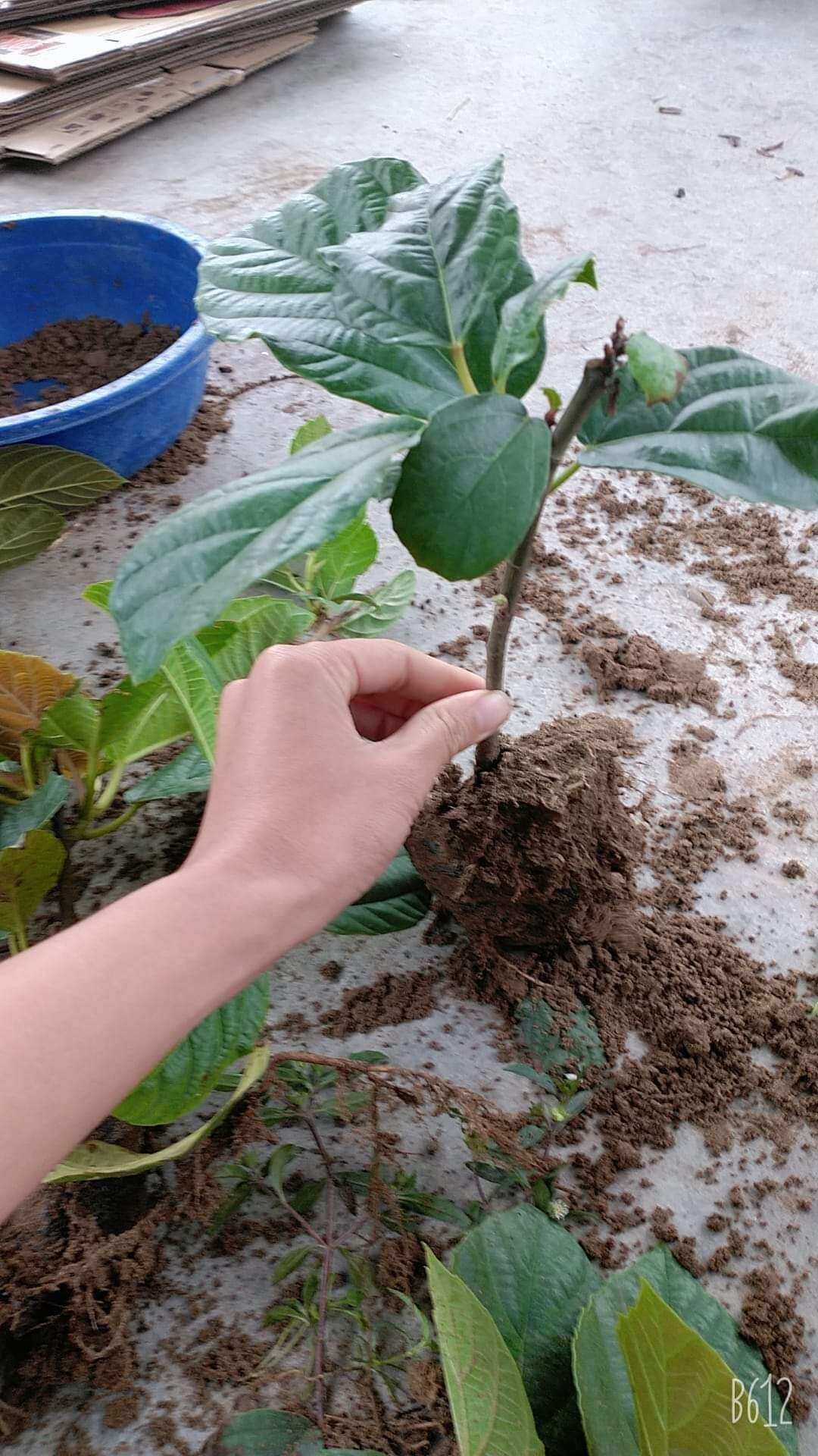 Cây vả mật chuẩn. 0975449688