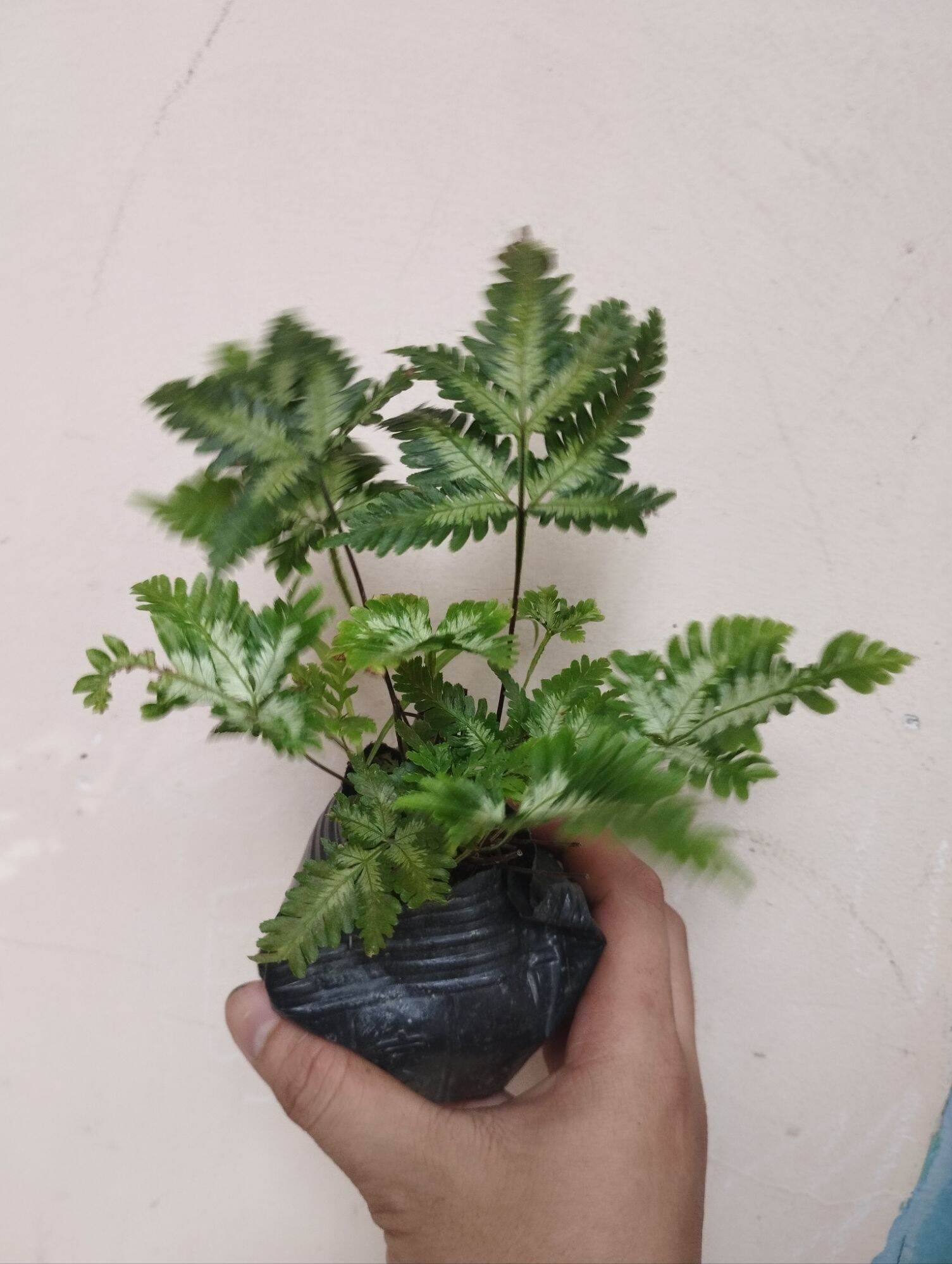 Dương sỉ cẩm thạch mini ( có sỉ )