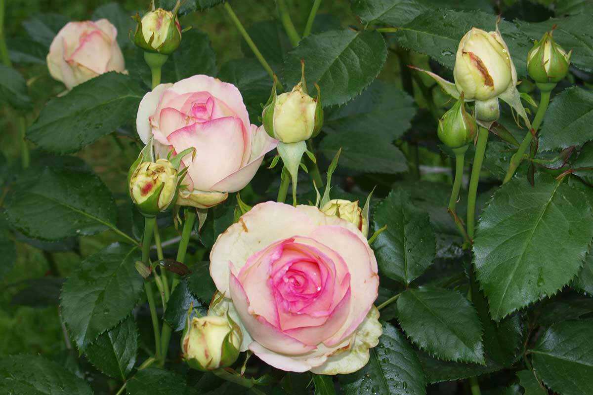 Hoa hồng bụi Mini Eden Rose - say hoa