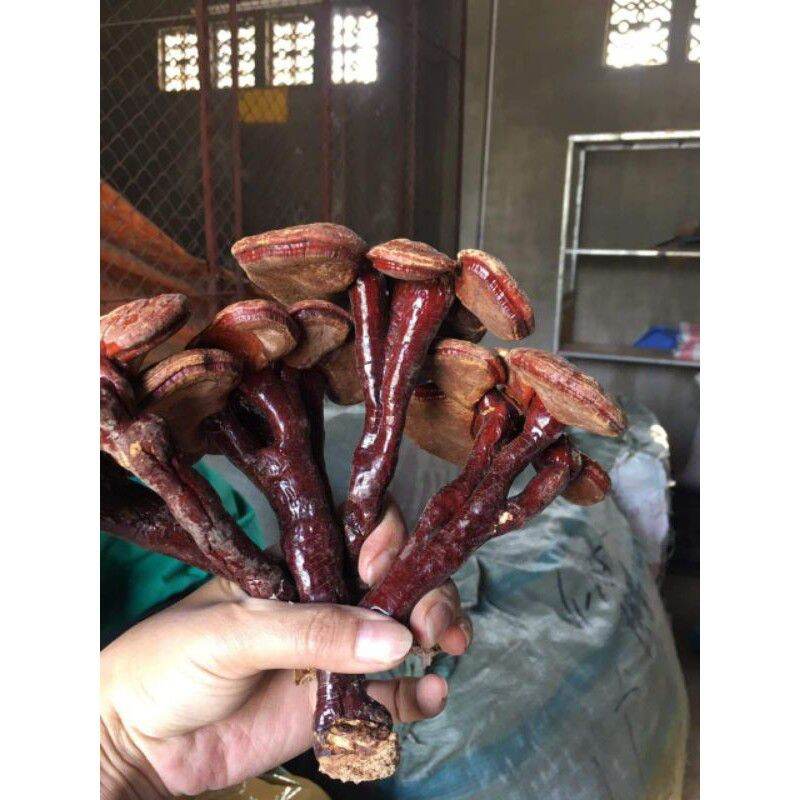 Northwest Red Lingzhi Mushroom 500g