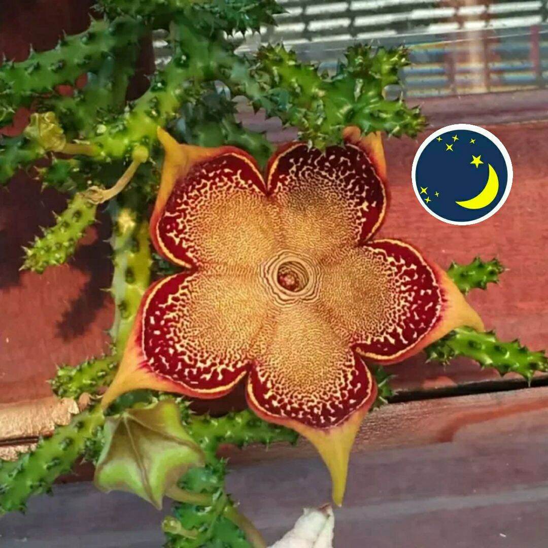 [combo 4 nhánh] cây xương rồng sao biển SB07
