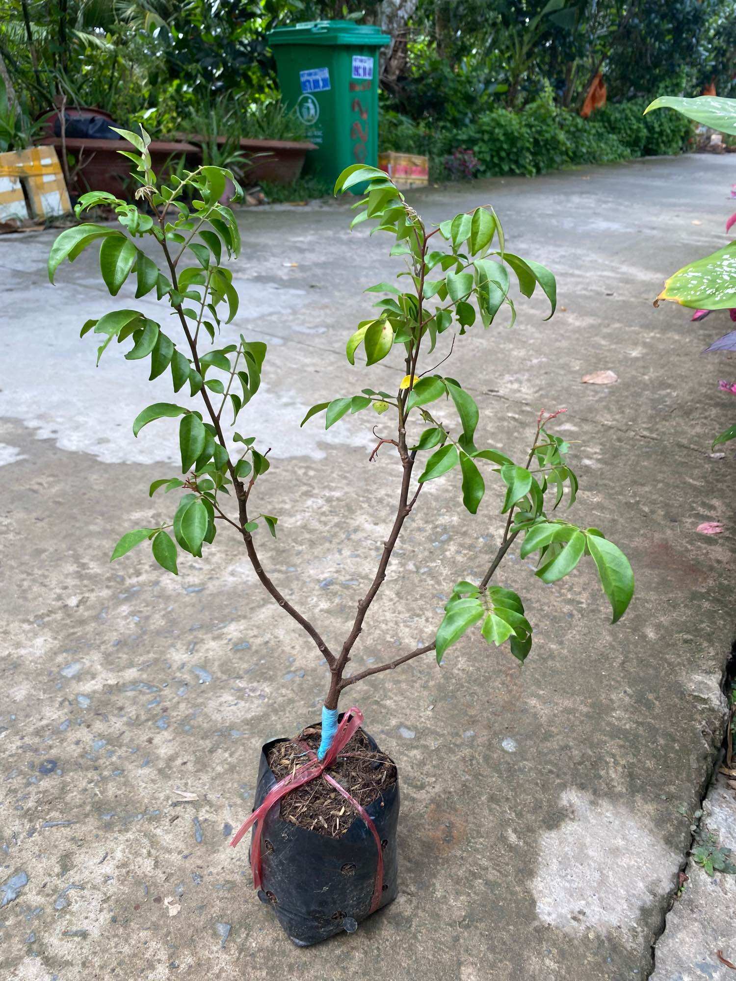 Combo 2 cây khế giống ( 1 khế ngọt , 1 khế chua )