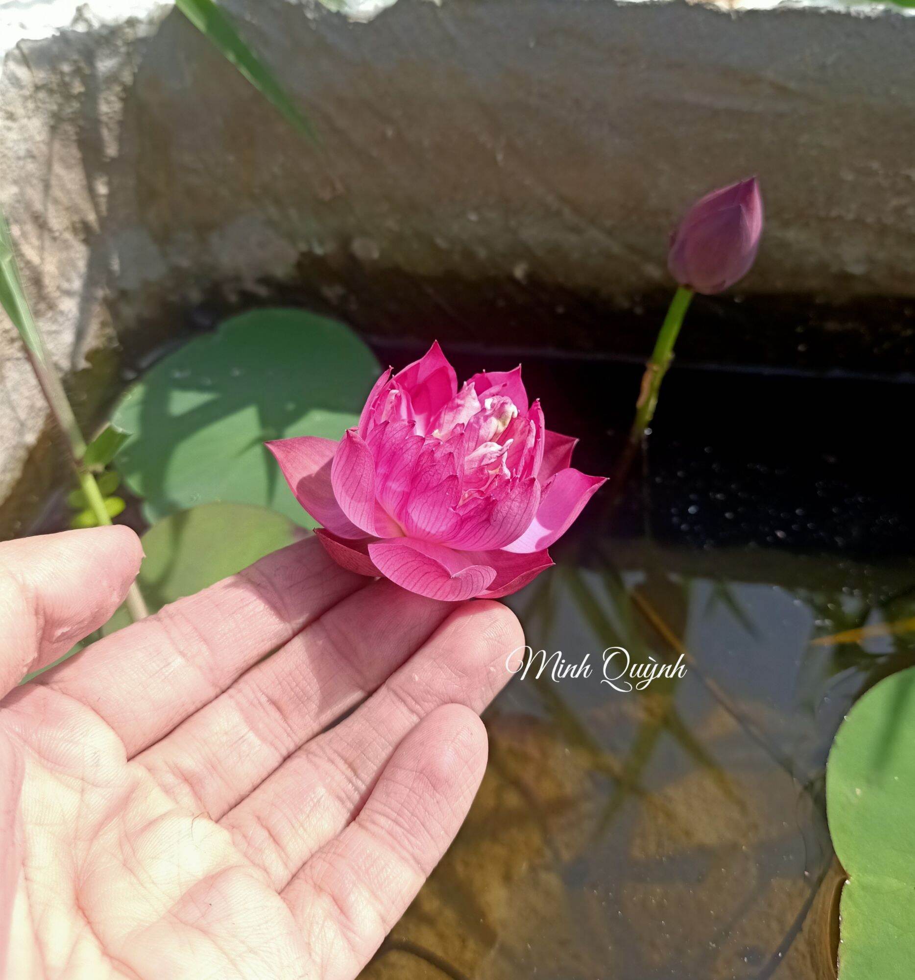 Củ sen mini Little Dragon (siêu nụ)