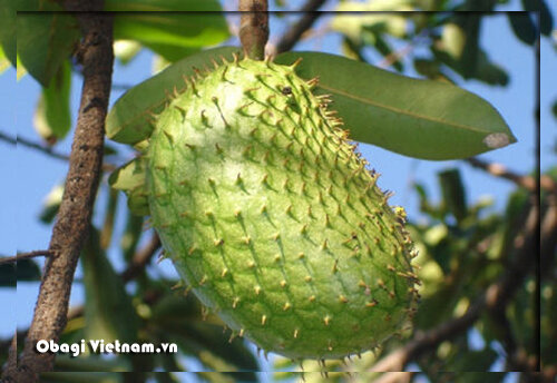 CÂY GIỐNG MÃNG CẦU XIÊM THÁI LAN