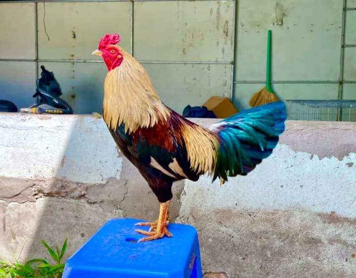 10 Trứng Gà Chuối ấp nở con giống