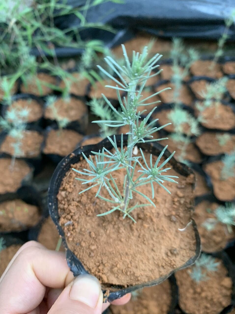 cây giống hoa phượng hoàng lửa - mỏ vẹt (100% anht thật)