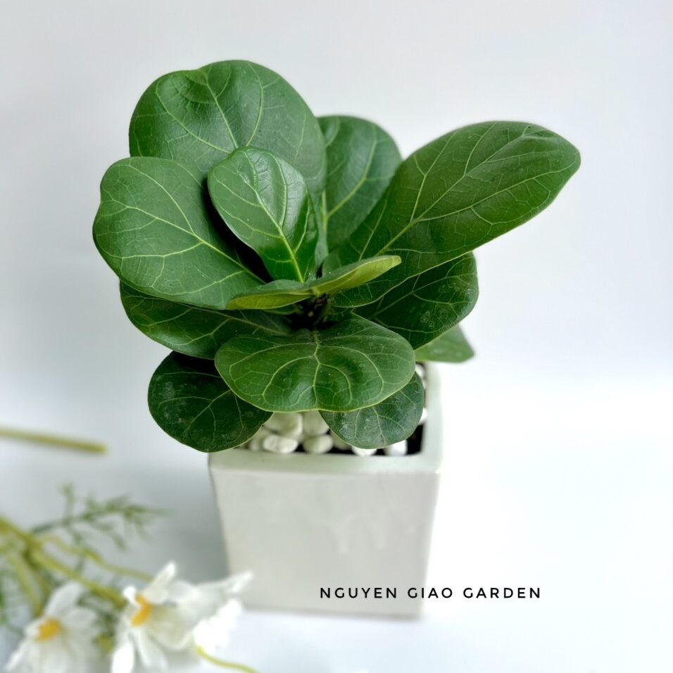 Cây bàng sing để bàn chậu sứ vuông