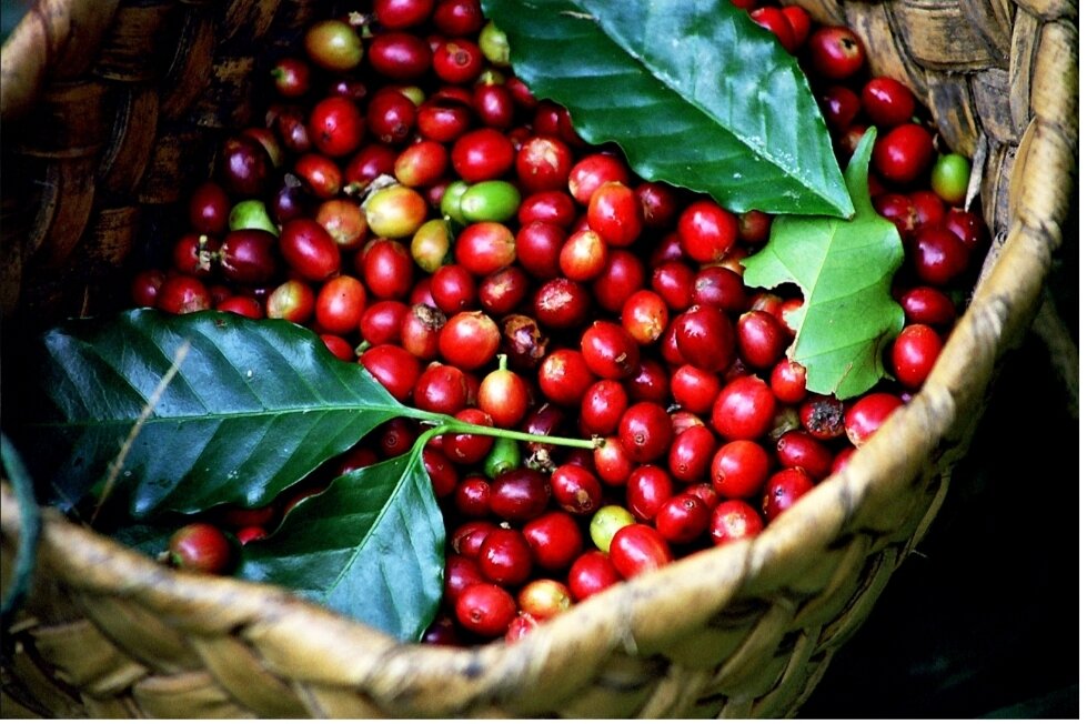Cafe Bảo Ngọc số 3 ( gói 500g)
