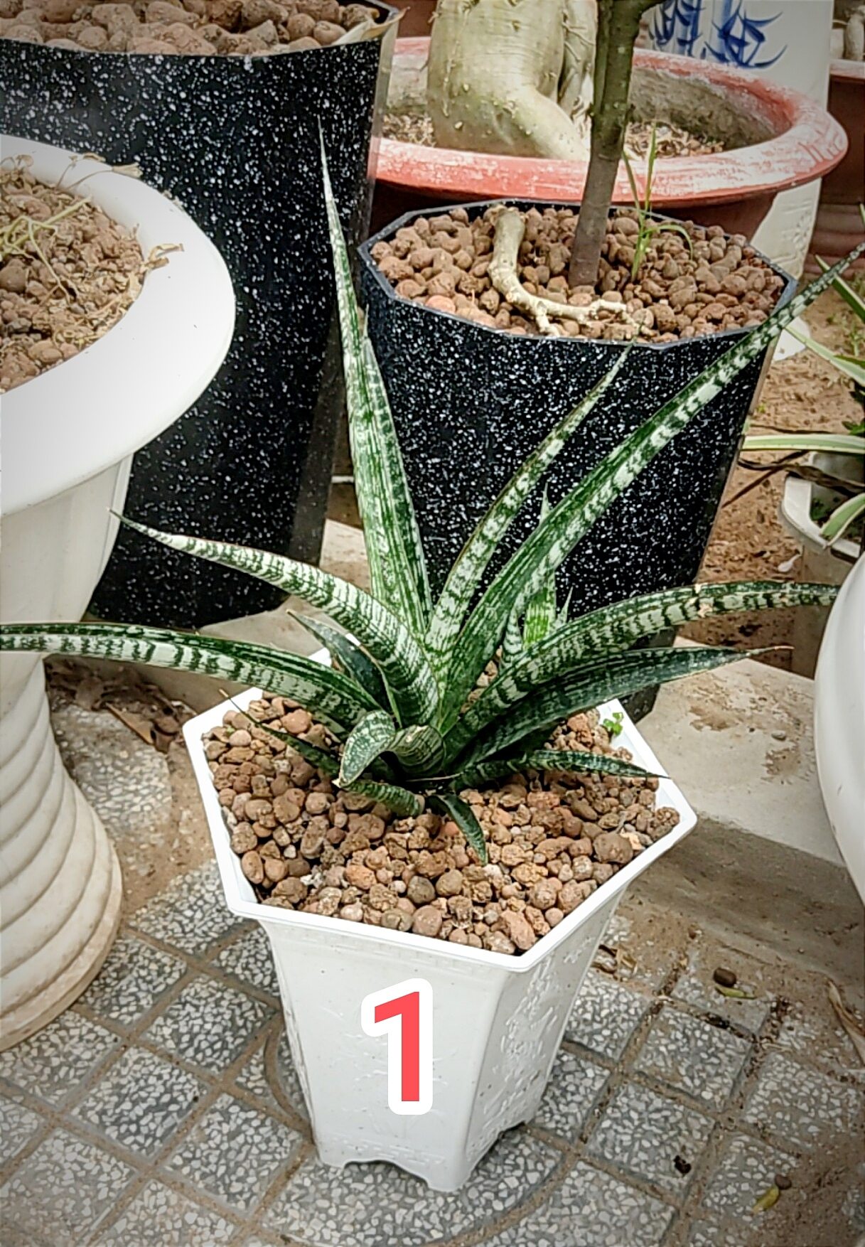 Cây lưỡi hổ vân lá đẹp - Sansevieria Crocodile Rock