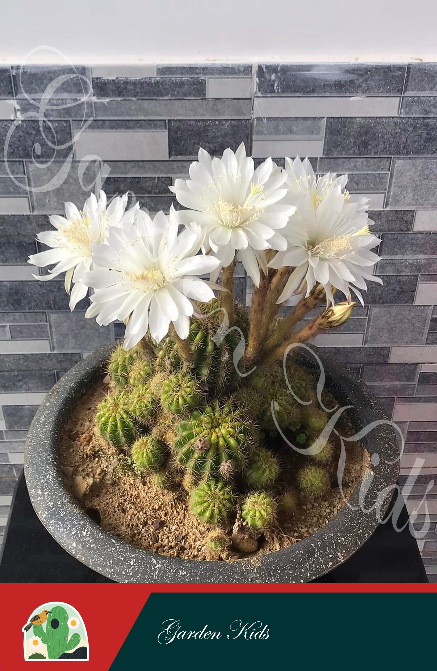 Xương rồng bí xanh bụi (Echinopsis Calochlora)