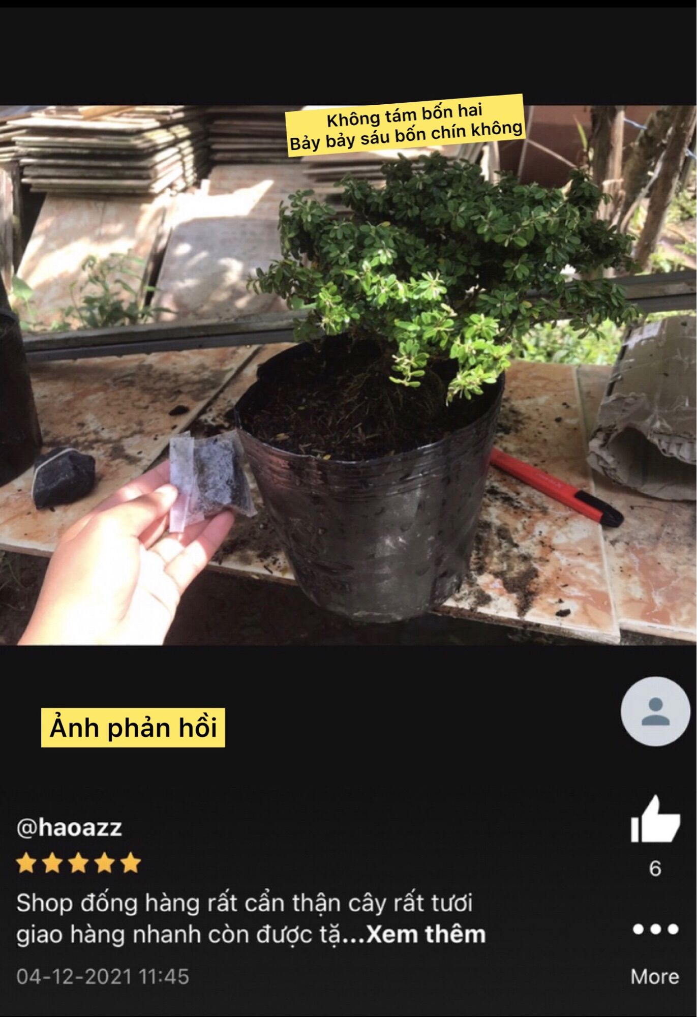 cây linh sam hạt gạo tân phú bonsai mini