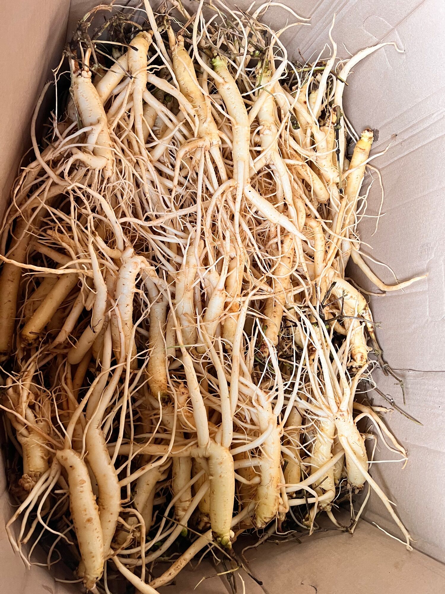 Sâm dây Ngọc Linh 10 củ/kg