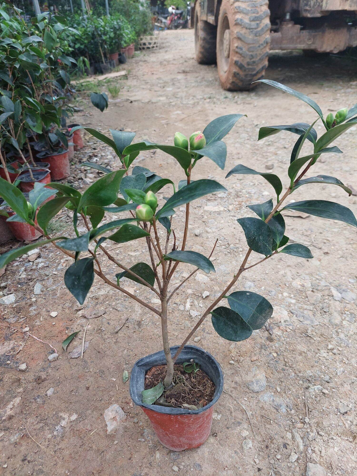 CÂY HOA TRÀ MY SẴN NỤ CAO 50CM