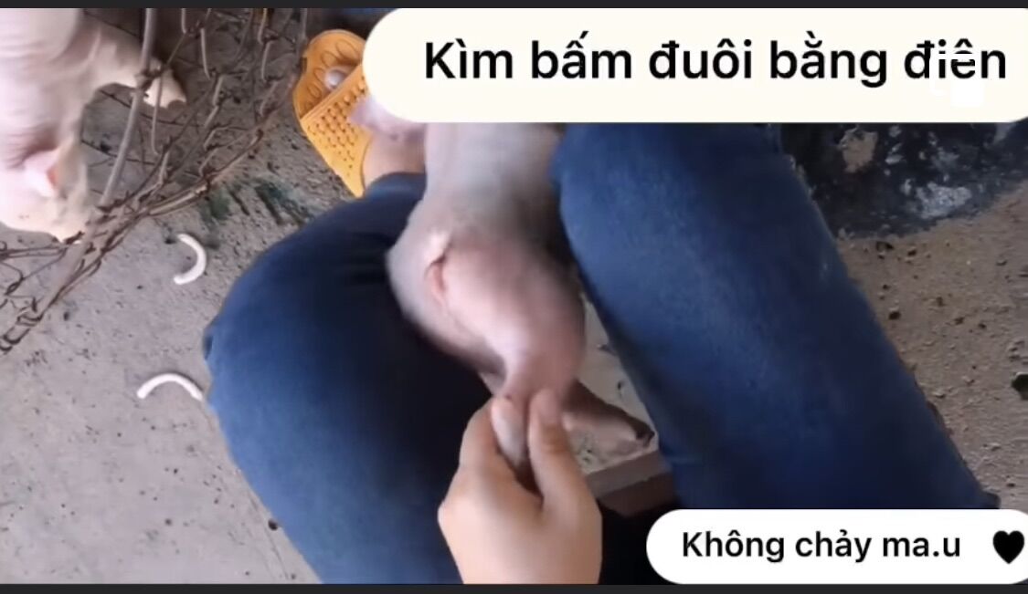 KÌM BẤM ĐUÔI BẰNG ĐIỆN