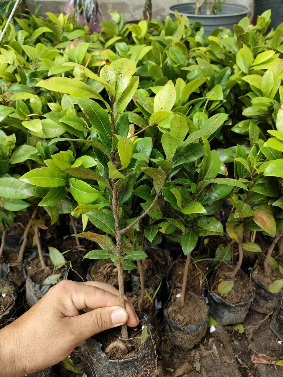 Combo 10 cây giống mai vàng 12 cánh xứ cây kiểng