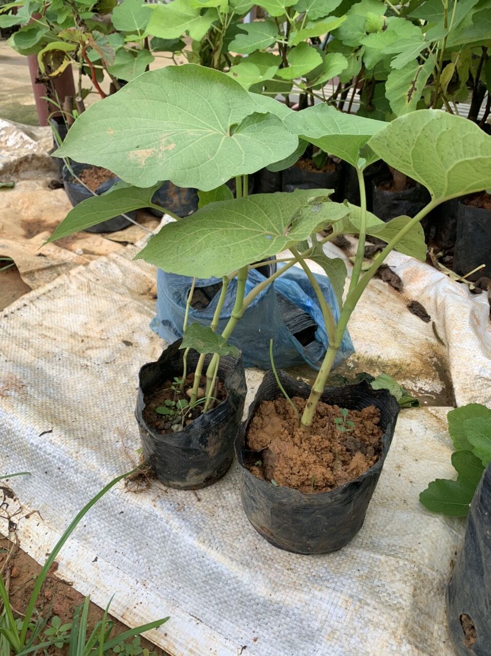 Cây dổi ăn lá (100% ảnh thật) (cây gia vị - cuốn thịt nướng, thịt chua, nem...)