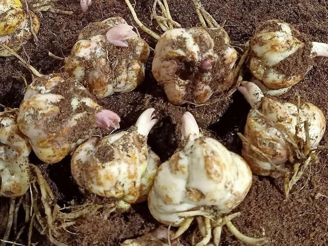 cây hoa ly cao thơm combo 5 củ lớn