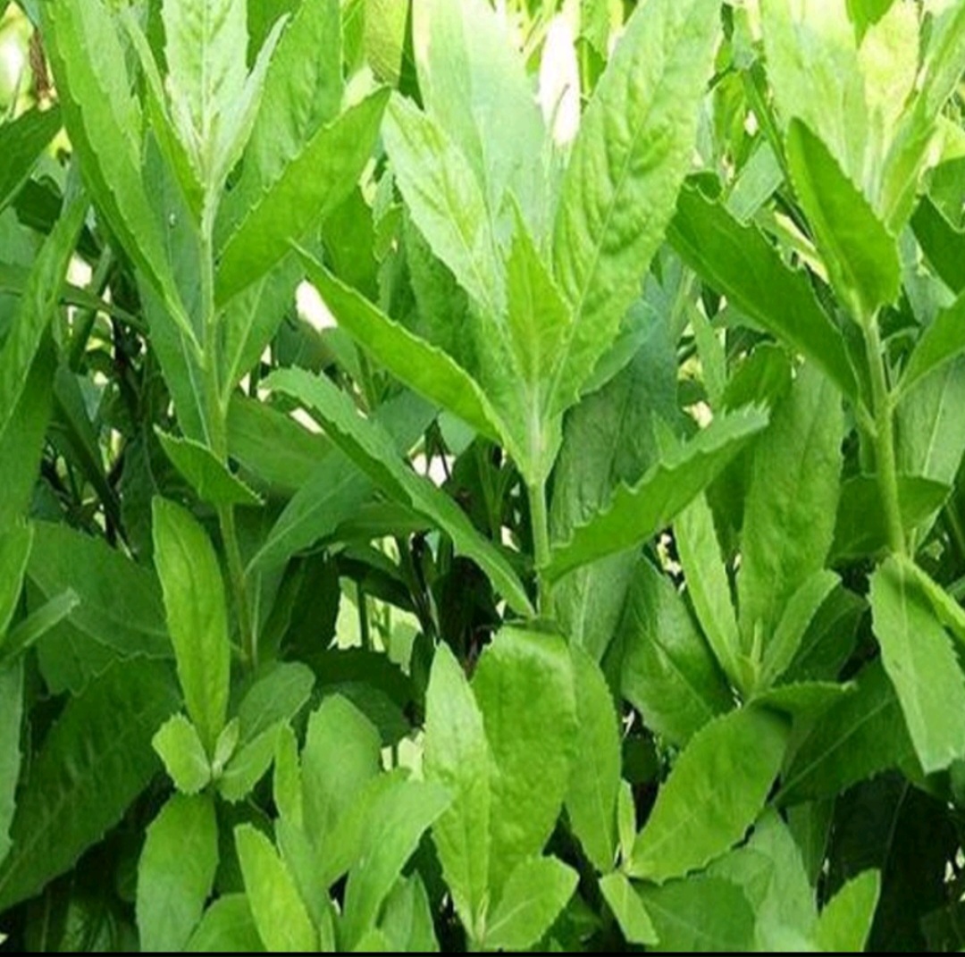 1 kg cúc tần tươi