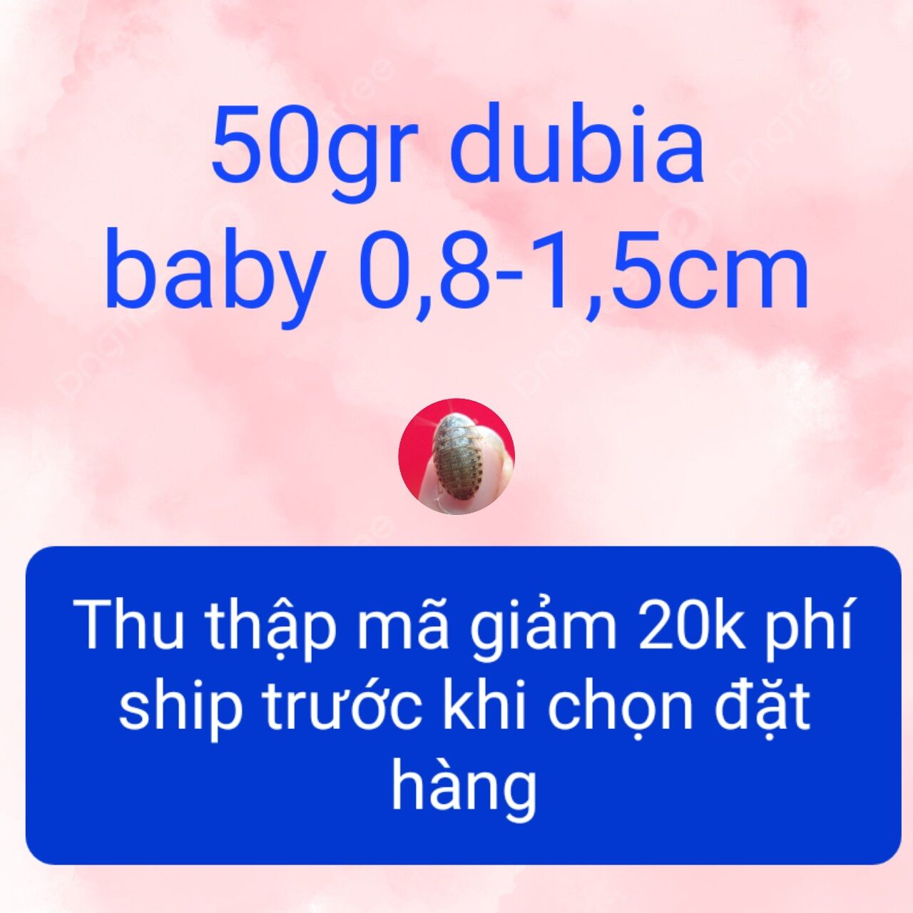 50gr gian dubia size nhỏ 0,8-1,5cm (cỡ đầu đũa). Tặng thêm 10gr.