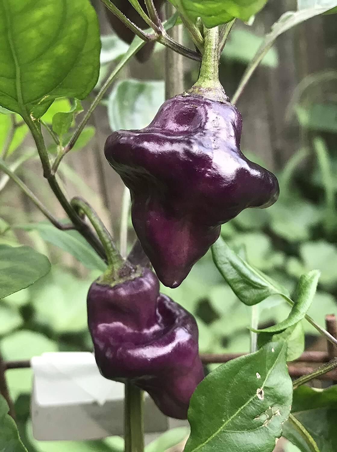 Hạt  Ớt  UFO  Purple 2 Hạt