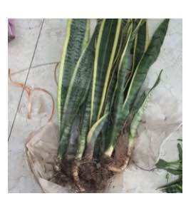 5 cây lưỡi hổ