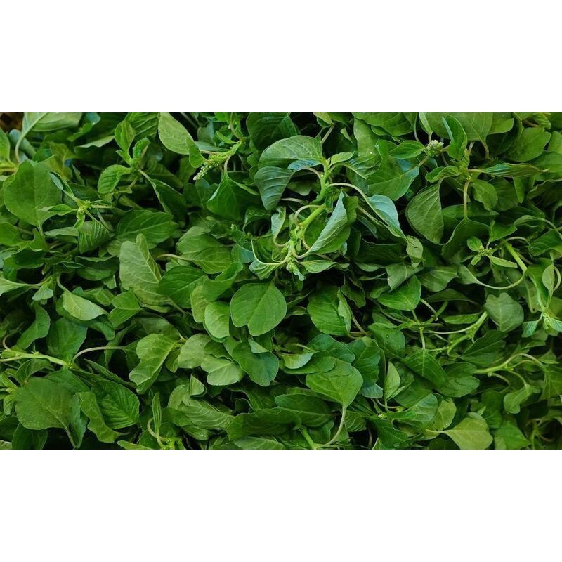 10 gram hạt giống rau dền cơm quá dễ trồng